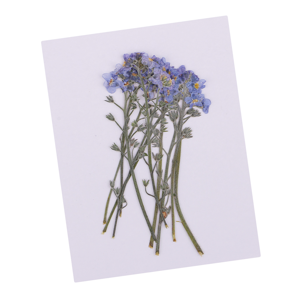 10x Pressed Flowers Forget-me-not Organic Dried Flower DIY Floral Art Crafts