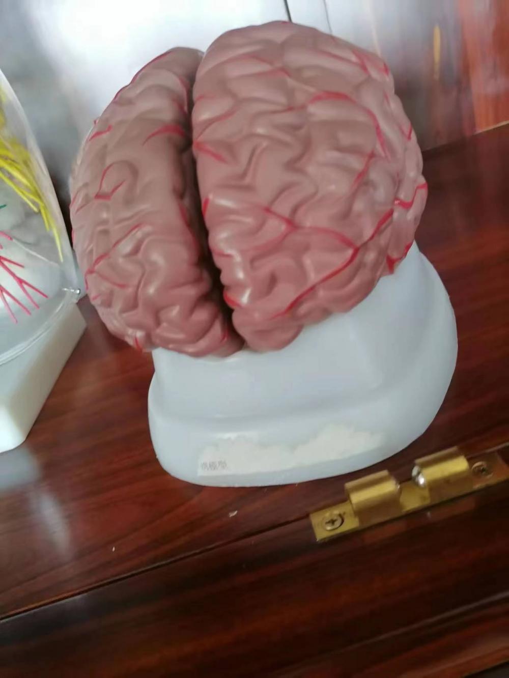 Human Brain Anatomy Model