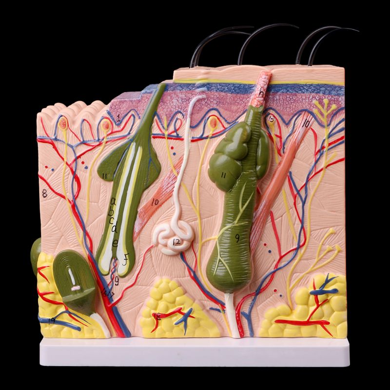 50X Three-dimensional Human Skin Structure Model Block Enlarged Plastic Anatomical Anatomy Teaching Tool
