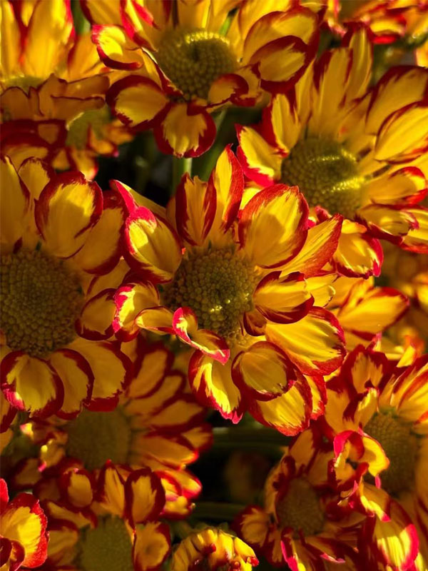 Roman Holiday chrysanthemum2