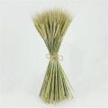 100pcs/pack Green color wheat ears flower natural dried flowers home decor wheat bouquet