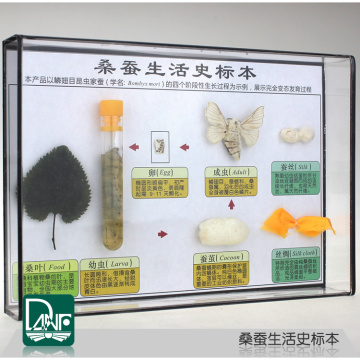 Silkworm life history specimens Silkworm life circle education science Teaching equipment