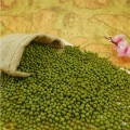 Chinese Green Mung Beans Mung Dal Green Beans