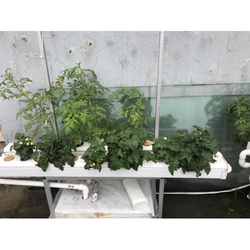 Complete Hydroponics System For Tomato /Lettuce Manufacturers and Complete Hydroponics System For Tomato /Lettuce Suppliers