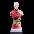 Human Torso Body Model Anatomy Anatomical Medical Internal Organs For Teaching Drop Shipping