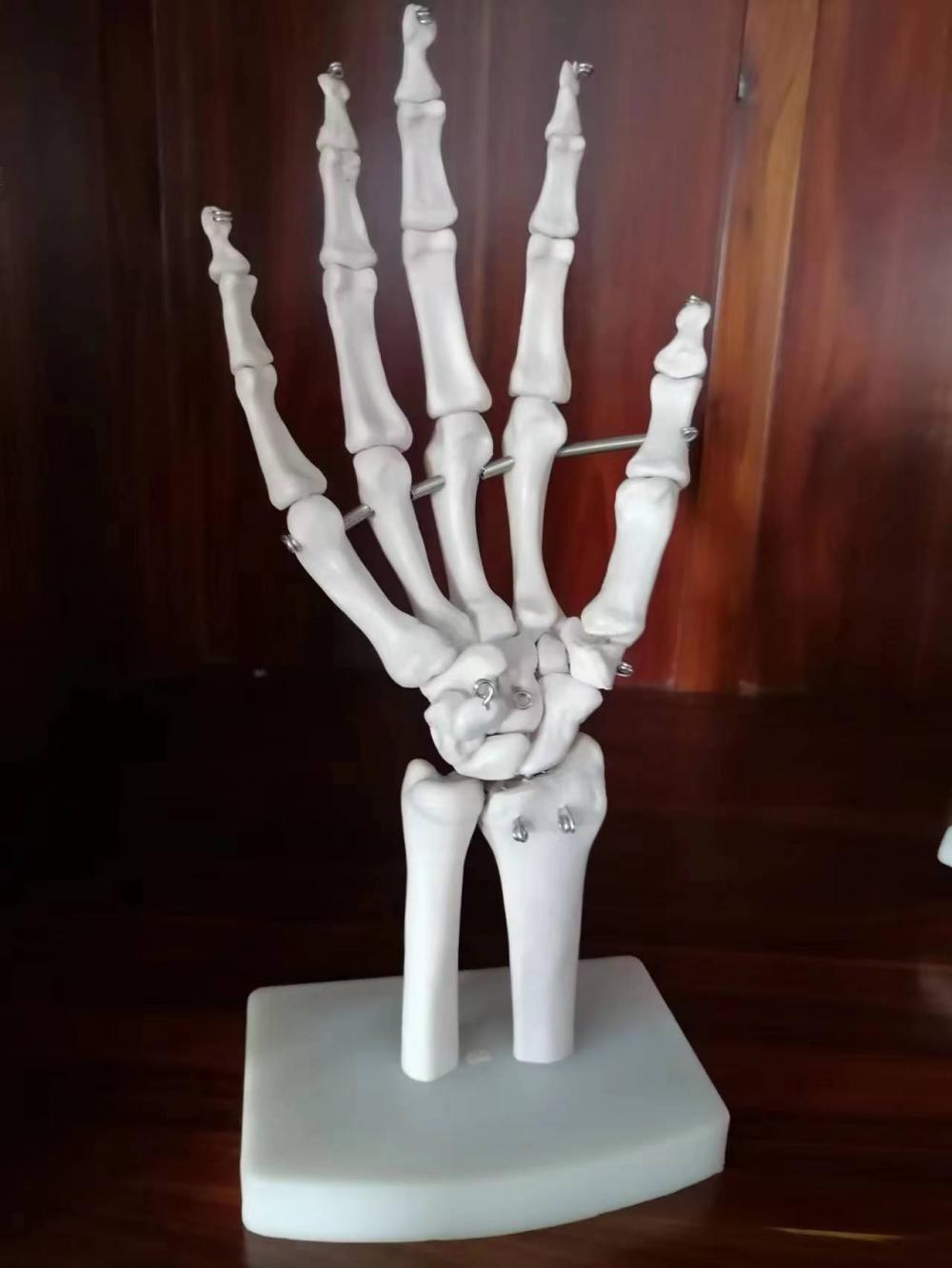 Life-size Hand Joint with Ligaments