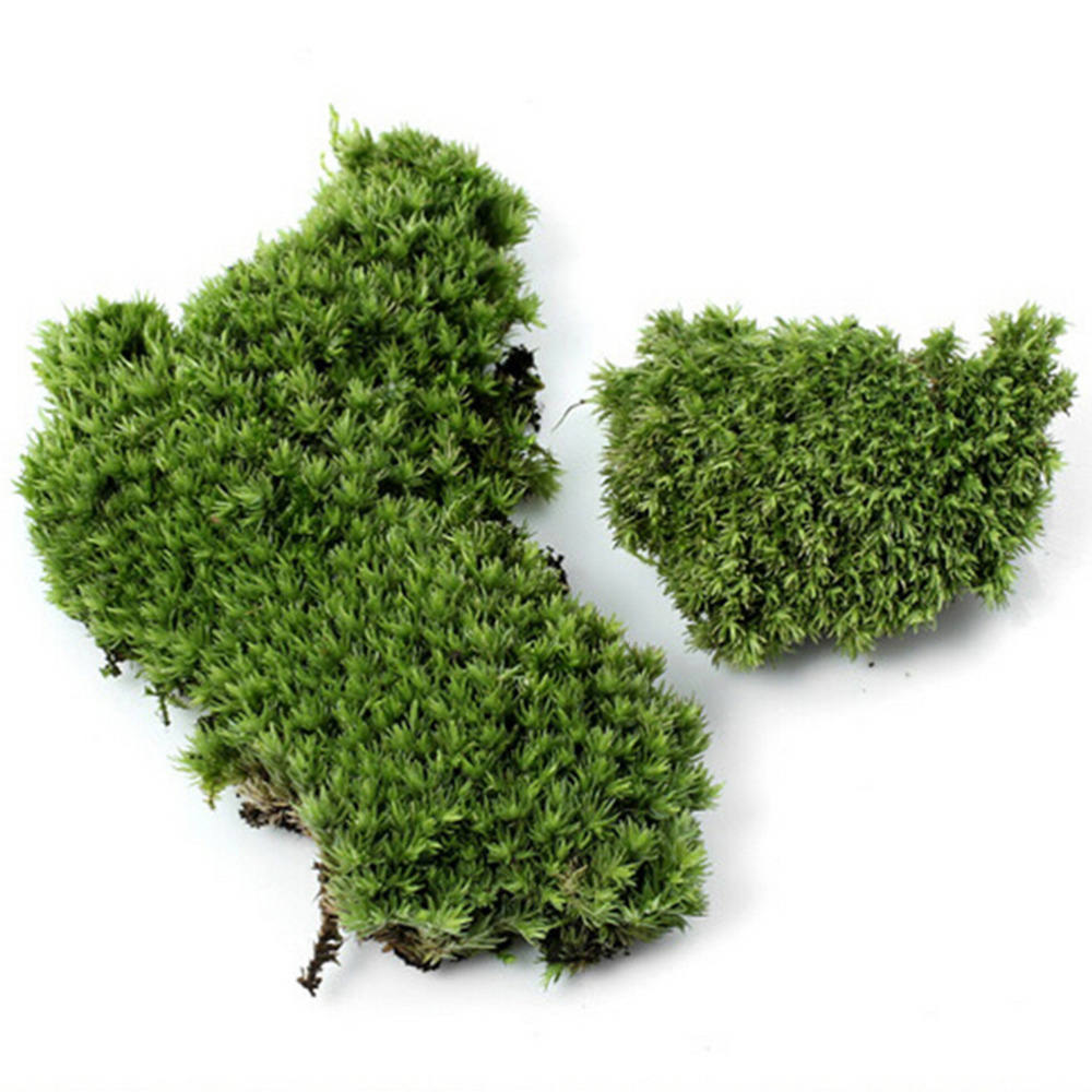 1Pc DIY Miniature Artificial Moss Plant Long Plush Stone Micro Landscaping Home Garden Wedding Decoration Craft Accessories