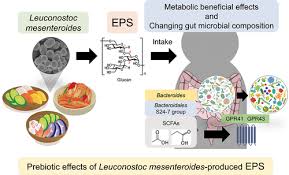 leuconostoc mesenteroides7