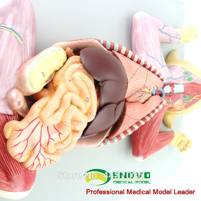 ENOVO Cat anatomy model pet organ visceral muscle neuroveterinary animal husbandry teaching animal map