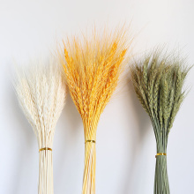 50 PCS Grain Wheat Ears Natural Dried Flowers Wheat Bedroom Living Room Decoration Bouquet Decoration Shooting Props