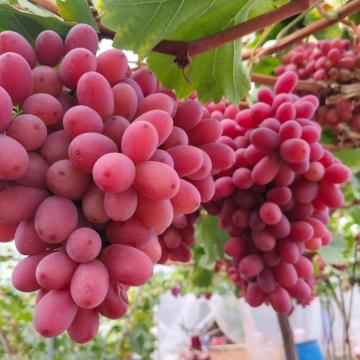 Premium Fresh Seedless Red Globe Table Grapes