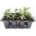 5/10Pcs Sprouting Trays Planting Seedling Trays Germination Trays Crop Cultivation Trays Succulent Plant Plate