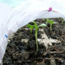 Polypropylene nonwoven for frost protection of vegetables
