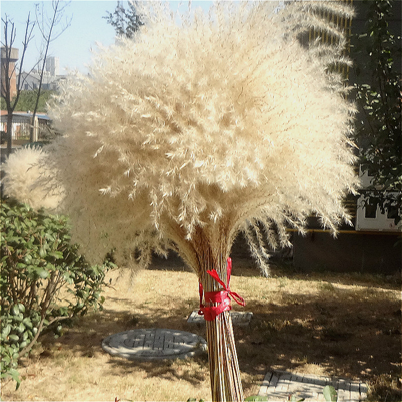 Real Dried Small Pampas Grass Wedding Flower Bunch Natural Plants Home Decor Dried Flowers Phragmites Flower Ornamental
