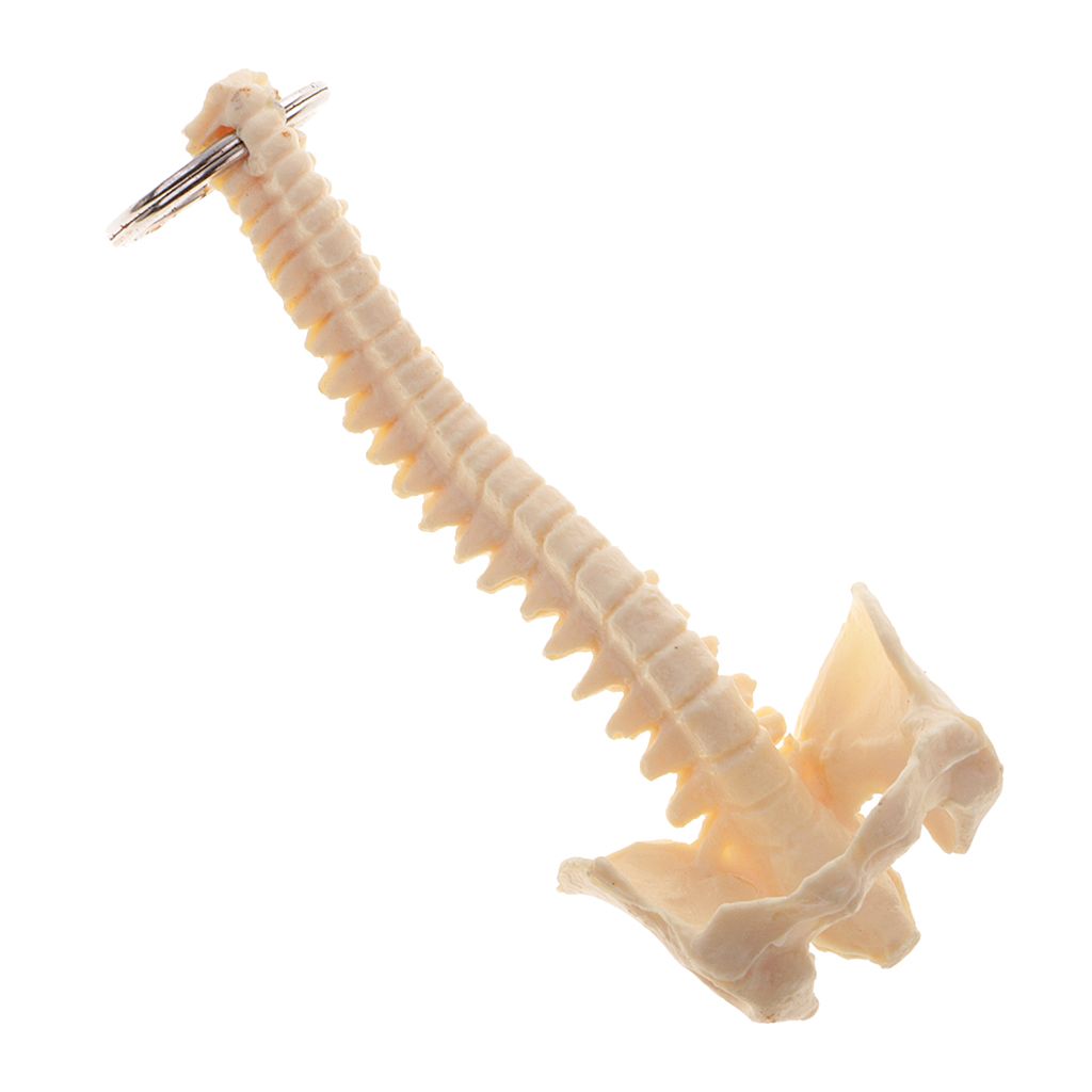 Miniature Human Spine Skeleton Model Keychain School Learning Tool