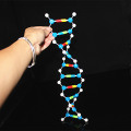 DNA model kit biological molecular models double helix Molecular Structure model Deoxyribonucleic acid 10 Layer teaching Utensil