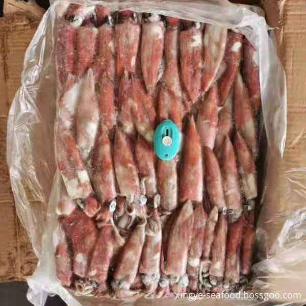 Frozen Squid Loligo Chinensis