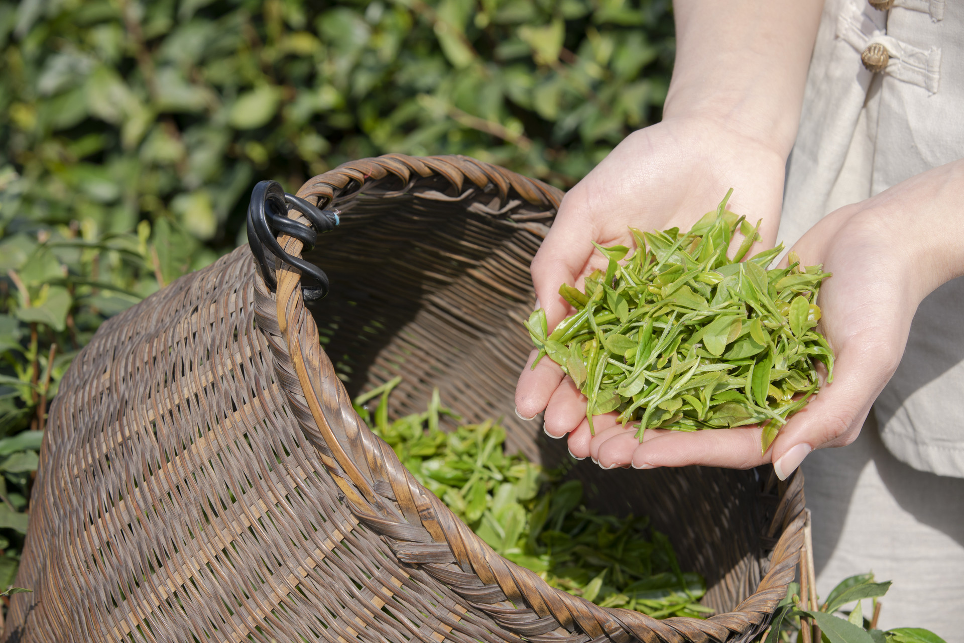 Green Tea