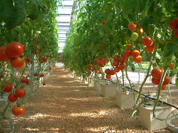 Dutch Buckets for Tomato