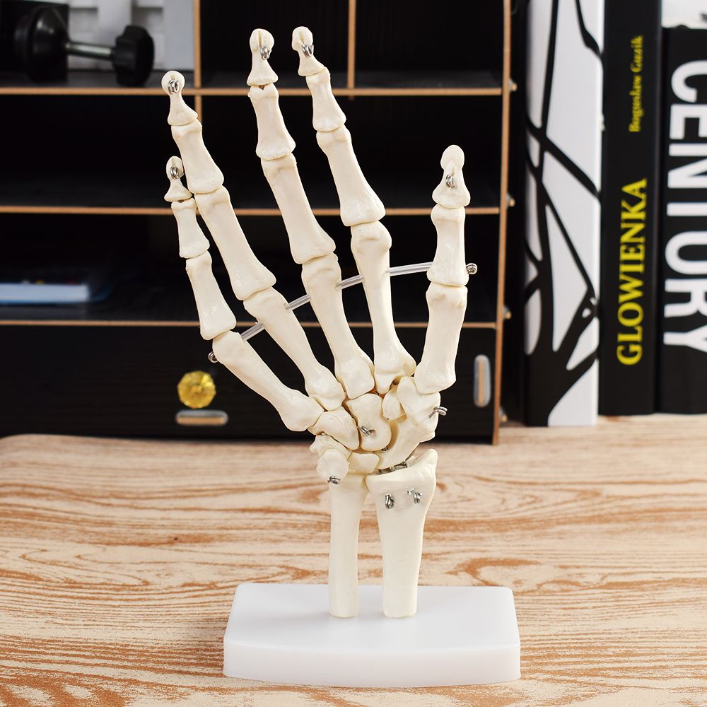 Human Hand Joint Anatomical Skeleton Model Medical Science Health Life