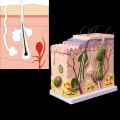 2020 New Human Skin Model Block Enlarged Plastic Anatomical Anatomy Medical Teaching Tool