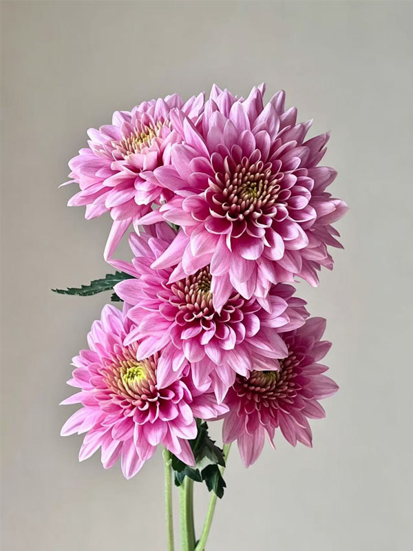 strawberry smoothie pompon Mum2