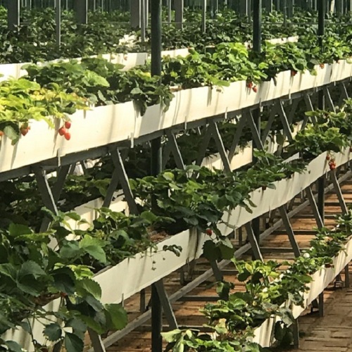 Vertical NFT PVC Hydroponic Strawberry Growing System Manufacturers and Vertical NFT PVC Hydroponic Strawberry Growing System Suppliers