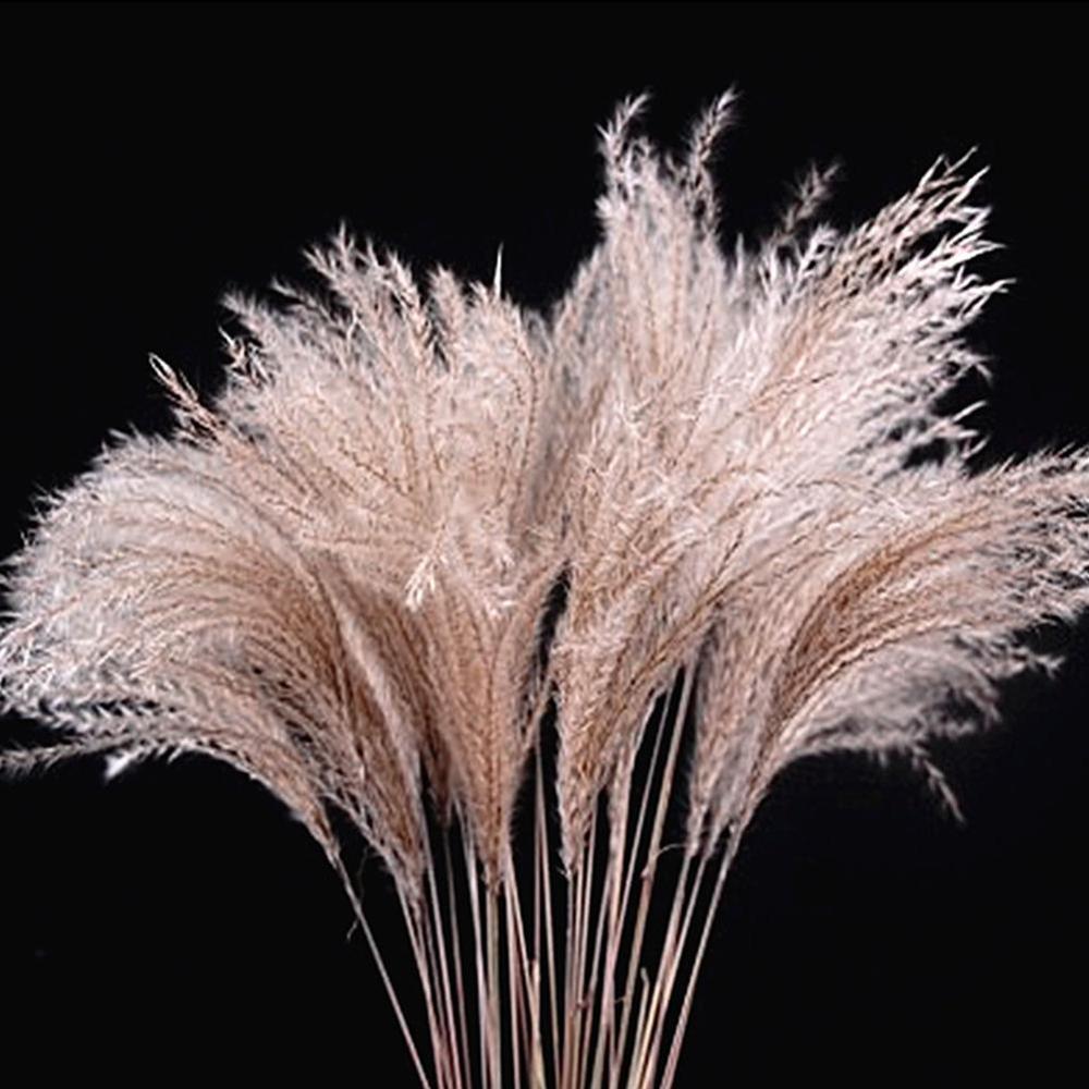 50pcs 40cm reed dried flowers Dried Pampas Grass Natural Phragmites Communis Wedding Flower Plant Bunch