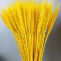 Dried Wheat Ear Bunches Flower Bouquets Natural Raw Color Dried Ears of Wheat Bouquets DIY Wedding Party Home Decoration