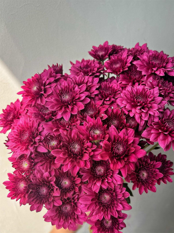 Purple dan te spray chrysanthemum1