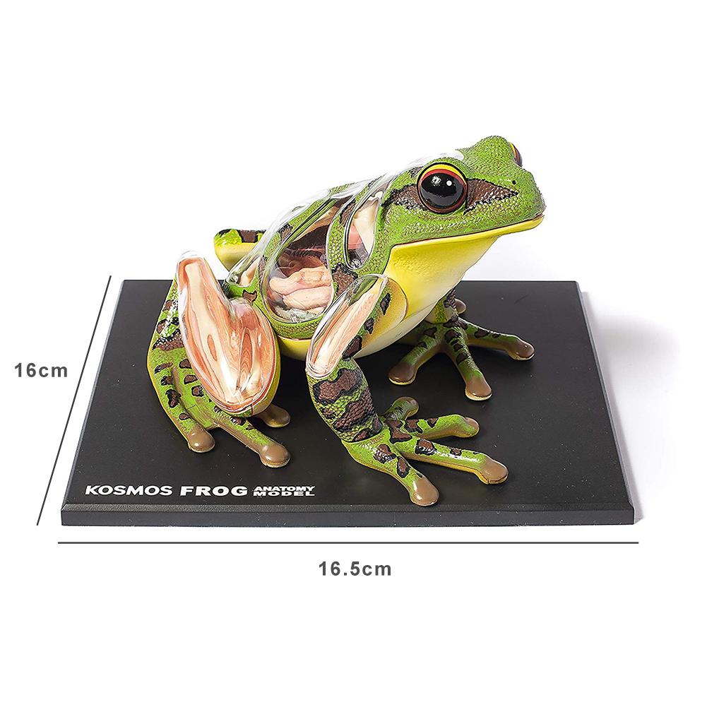 4D Children's Educational Assembly Toys Visual Frog Anatomical Model Kit Educational Teaching Animal Model Supplies