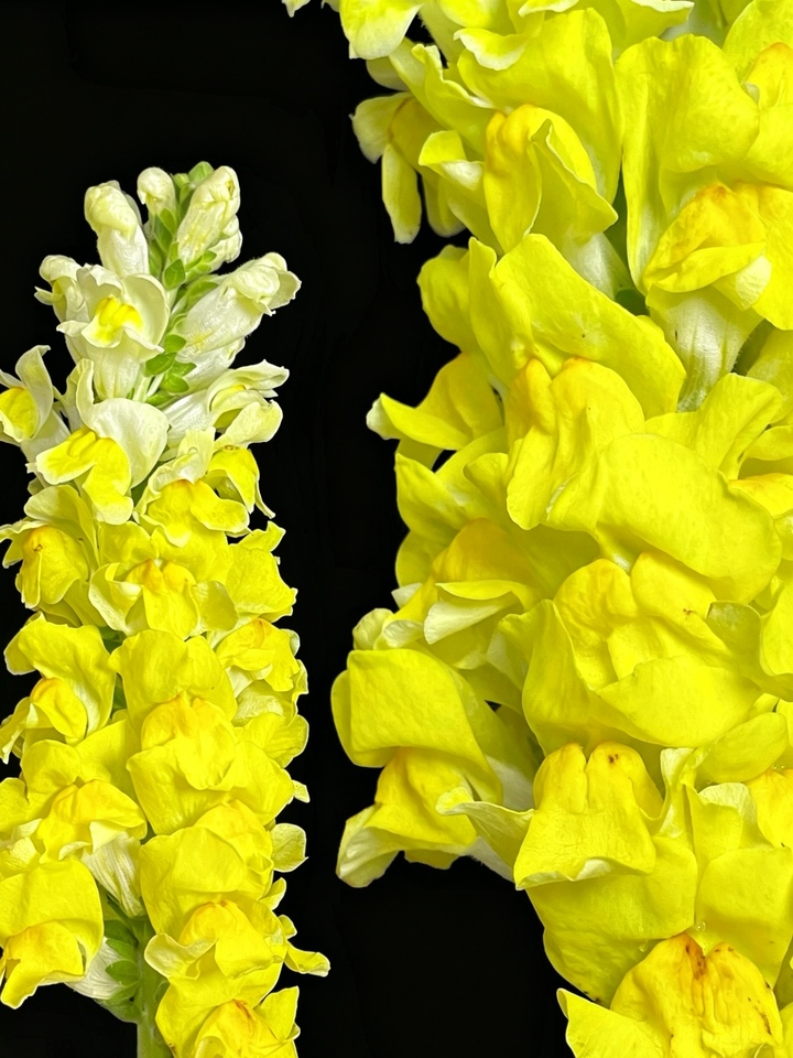 Yellow Snapdragon