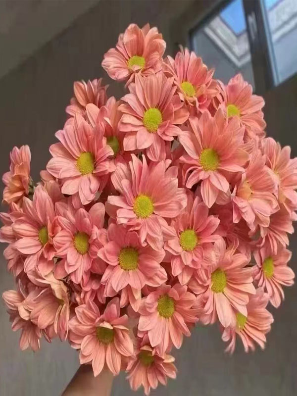 Champagne Salmon chrysanthemum