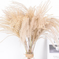 50pcs Real Dried Small Pampas Grass Wedding Flower Bunch Natural Plants Decor Home Decor Dried Flowers Phragmites
