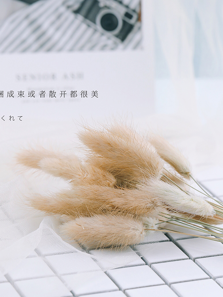 Natural Dried Flowers Bunny Tail Daisy Wheat Lavender Real Flower Bouquet for Home Wedding Decoration Rabbit Tail Grass Bunch