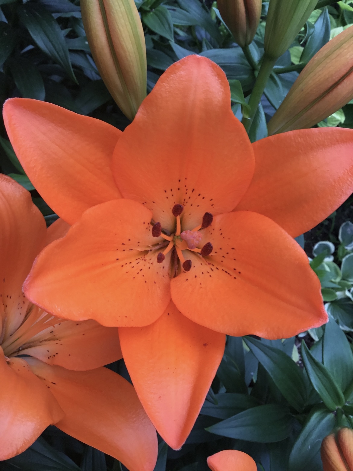 Single Lily Orange Dream5