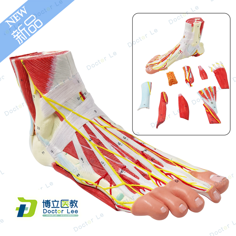 Life size human anatomical foot model 9 parts for anatomy and medical teaching