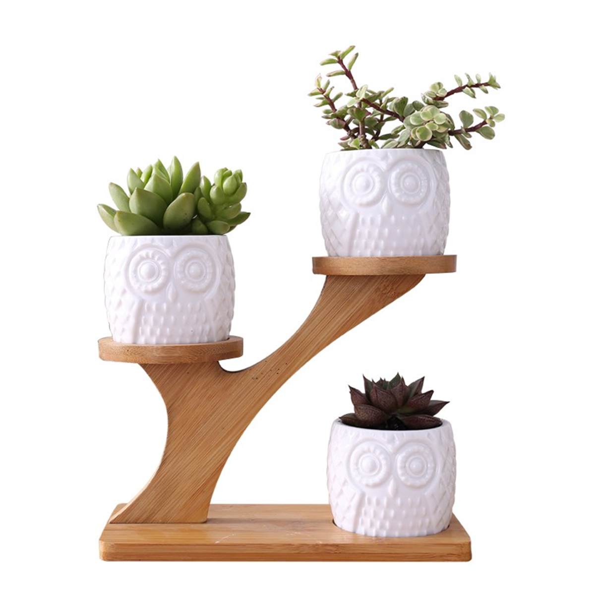 2 Styles Ceramic Succulent Pots Garden Planter for Plants Bonsai Pot Bamboo Plants Stand Sets