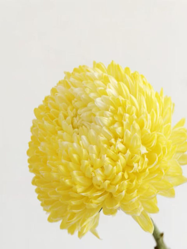 Yellow Mum Peony5