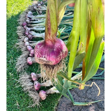 Processing Grade Purple Skinned Garlic