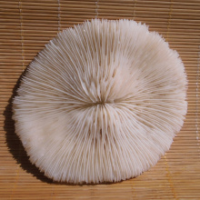 HappyKiss 2pcs Natural white coral round mushroom coral sea chrysanthemum aquarium fish tank decoration seashells