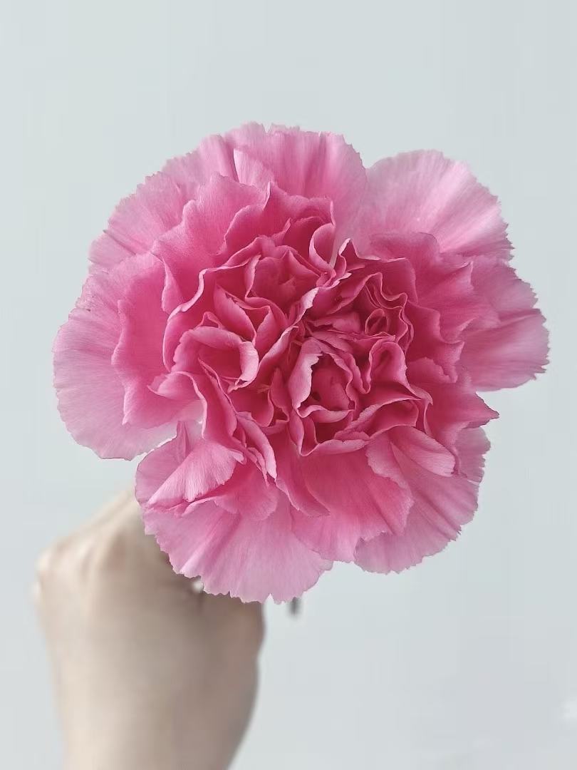Singe-headed Carnation Little Peach red