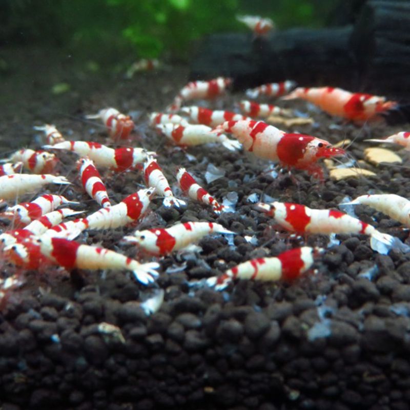 Natto Crystal Shrimp Forage Aquarium Fish Tank Live Ornamental Fishes Pellet Feed