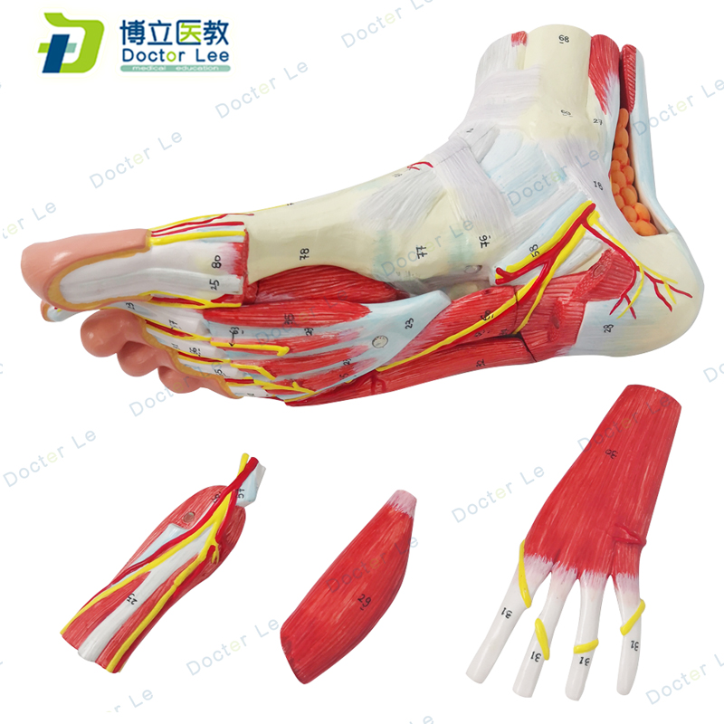 Life size human anatomical foot model 9 parts for anatomy and medical teaching