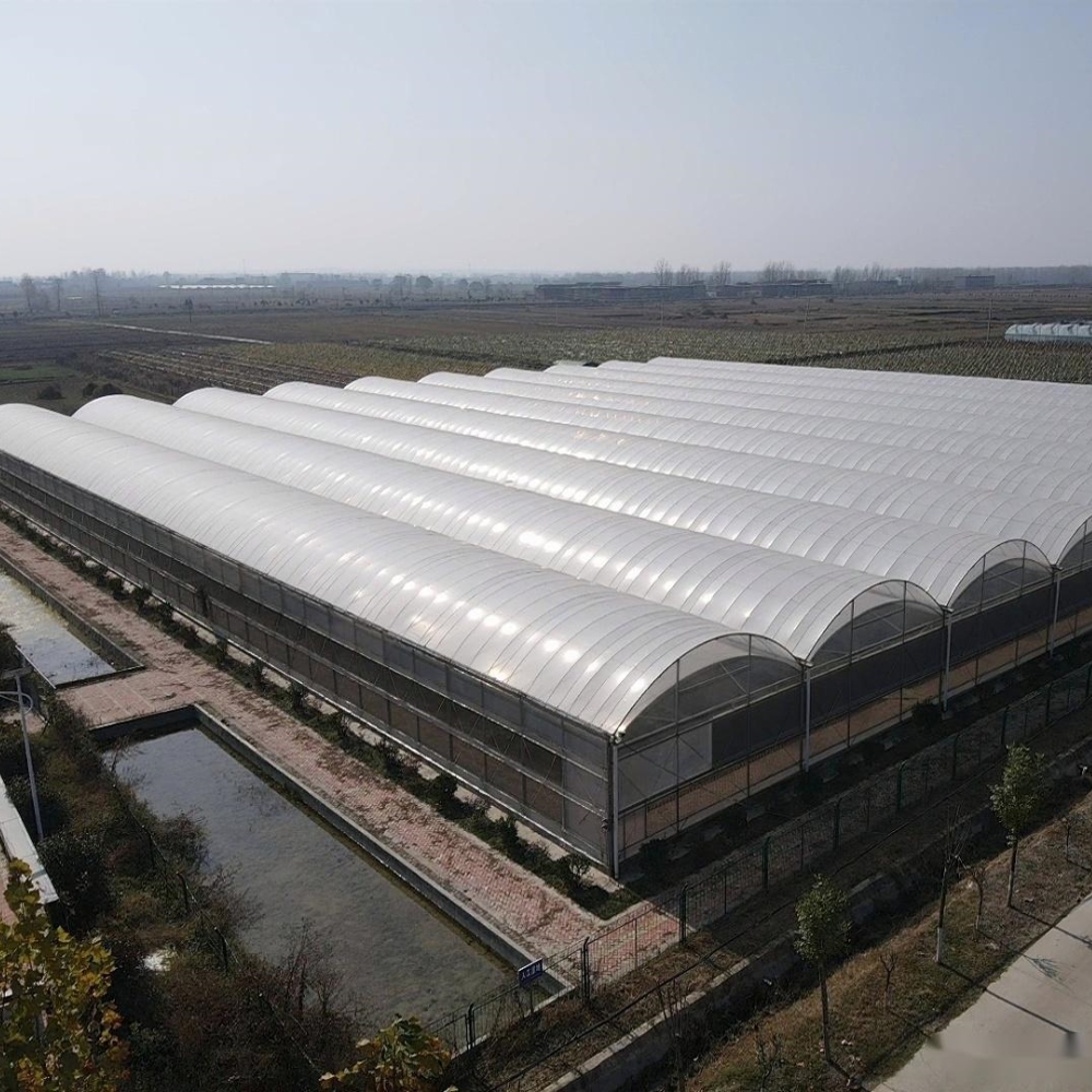 Film Multi-span Greenhouse