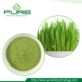 Green Barley Grass Powder /Barley grass juice powder