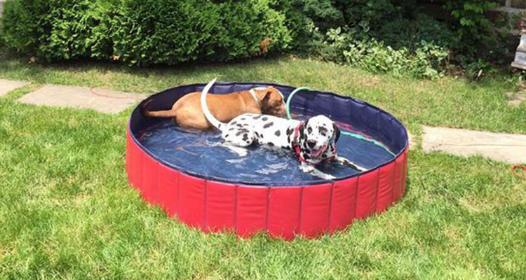Foldable Dog Pet Swimming Pool Durable Bathing Tub