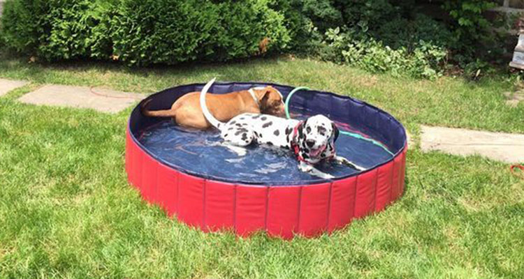 PVC Pet Swimming Pool Portable Foldable Pool