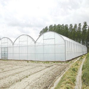 Multi Span Plastic Film Greenhouse