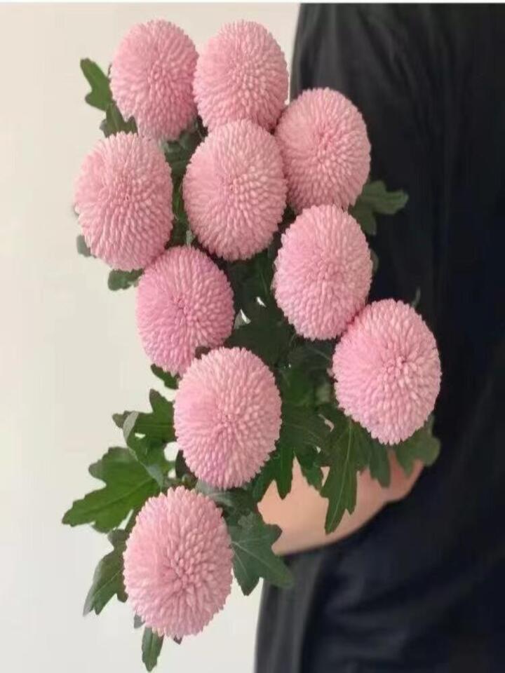 Pink Ping Pong Chrysanthemum